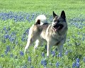 Tinker in the Blue Bonnets